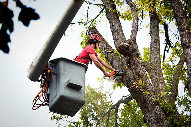 Best Tree Maintenance Programs  in Shadow Lake, WA